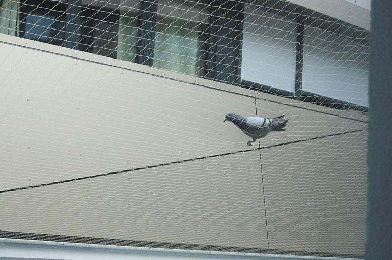 Anti Bird Net