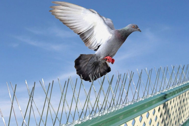 Bird Spike